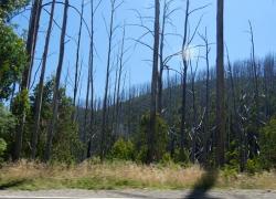 Burned forest